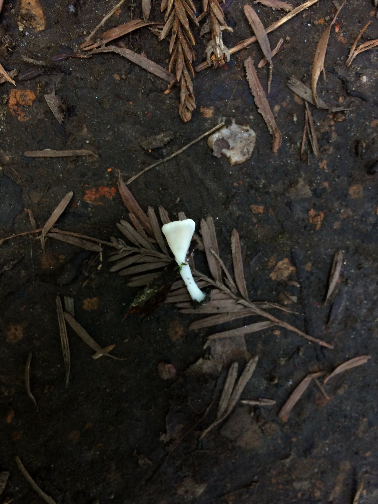 Cotylidia diaphana image
