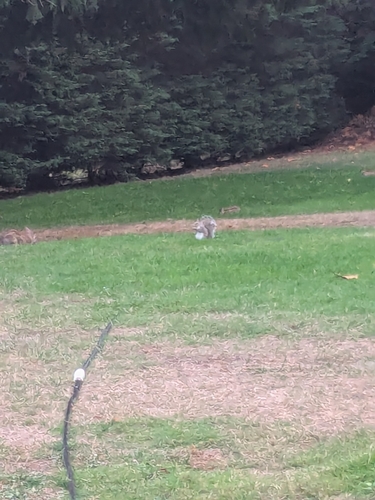 Eastern Gray Squirrel