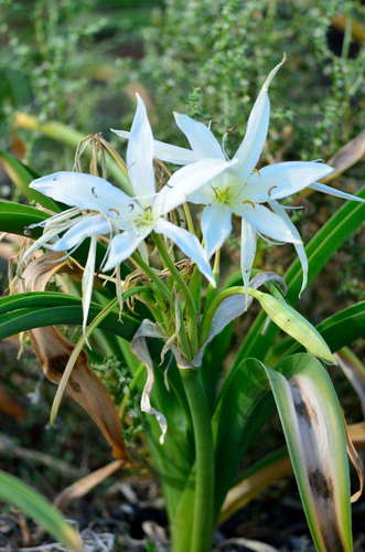 Image of Crinum flaccidum by (c) Chris Lindorff, some rights reserved (CC BY)