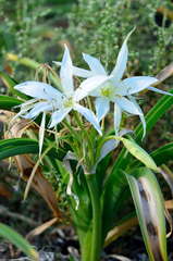 Crinum flaccidum