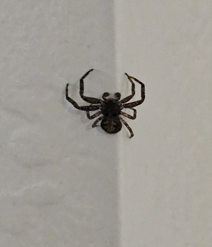Utah Crab Spider