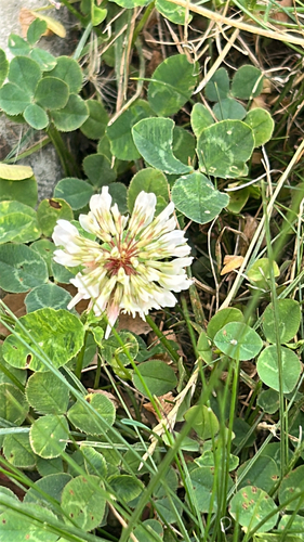 white clover