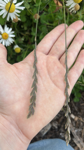 Perennial Ryegrass