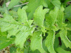 Psylliodes chalcomera