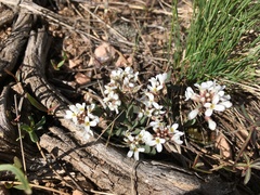 Noccaea fendleri