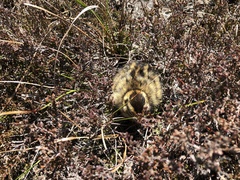 Lagopus lagopus scotica
