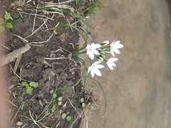 Ornithogalum orthophyllum kochii