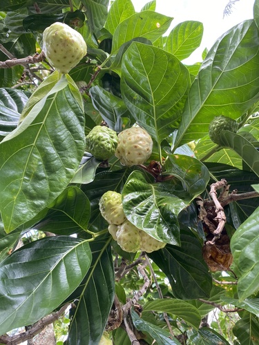 Morinda citrifolia observed 2026-09-23