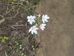 Ornithogalum orthophyllum kochii