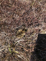 Lagopus lagopus scotica