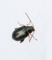 Aphthona