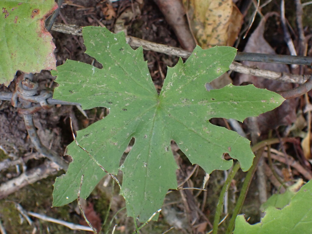 Petasites frigidus; photograph (c) Loopy30, some rights reserved (CC BY-SA)