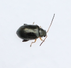 Aphthona