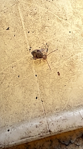 Ptenothrix delongi