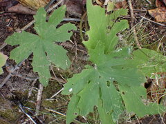 (c) Loopy30, some rights reserved (CC BY-SA) Petasites frigidus, photograph (c) Loopy30, some rights reserved (CC BY-SA)