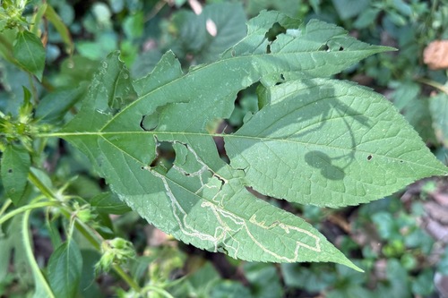 giant ragweed