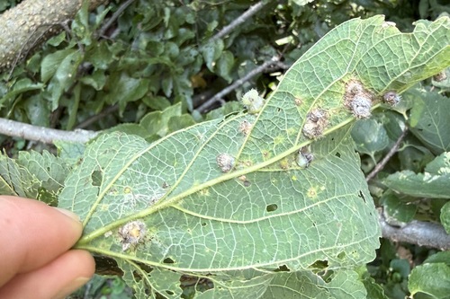 common hackberry