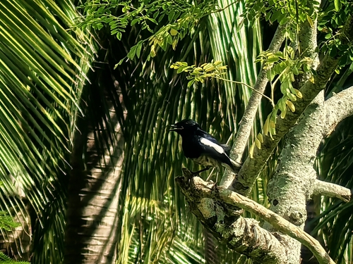 Oriental Magpie-Robin