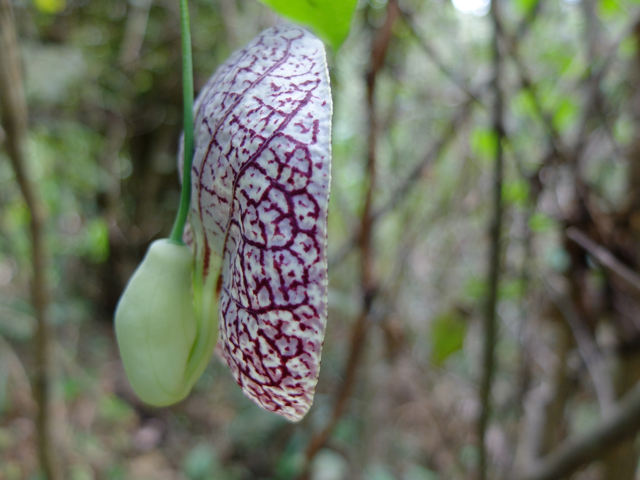 Aristolochia littoralis image