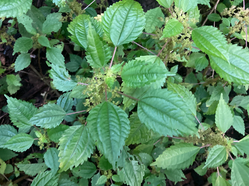 Pilea pumila