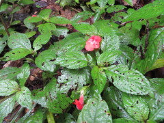 Nautilocalyx erytranthus