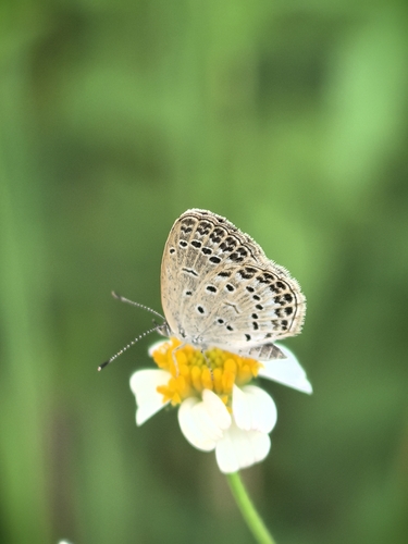 Pale Grass Blue