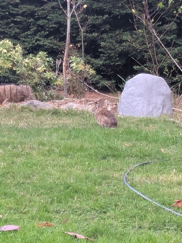 Eastern Cottontail