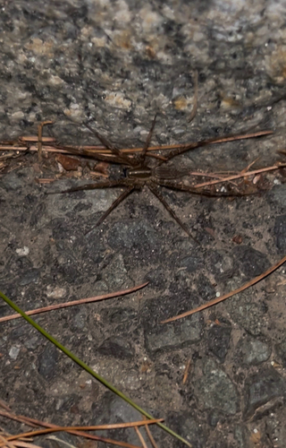 Grass Spiders