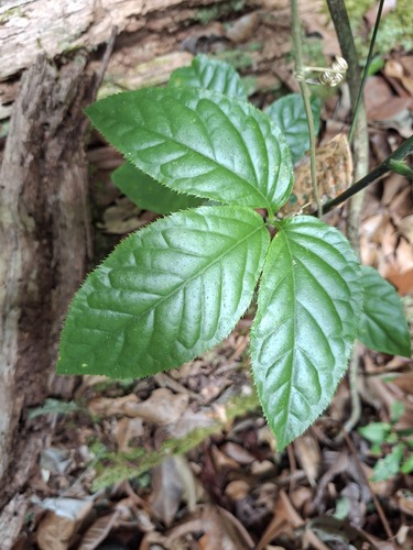 Didymopanax morototoni, 2026-09-15