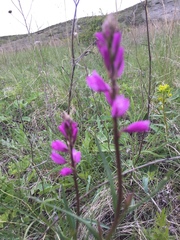 Polygala cretacea