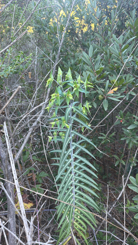 caper spurge