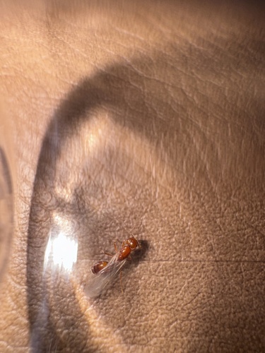 Solenopsis amblychila