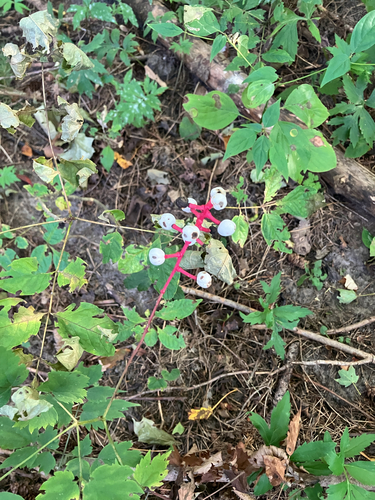 white baneberry