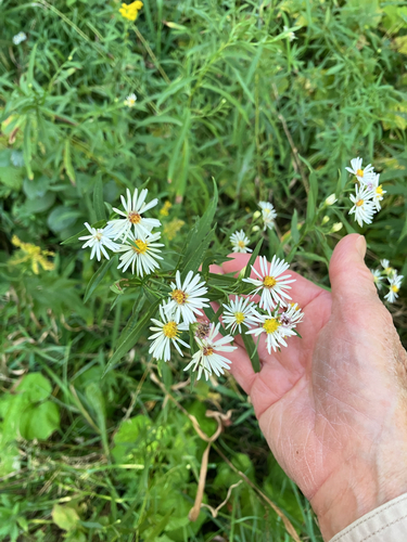 panicled aster