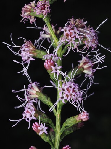 Liatris elegantula, photograph 1