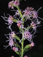 Liatris elegantula