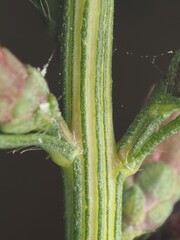 Liatris elegantula, photograph (c) carter, some rights reserved (CC BY)