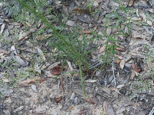 Liatris elegantula, photograph 5