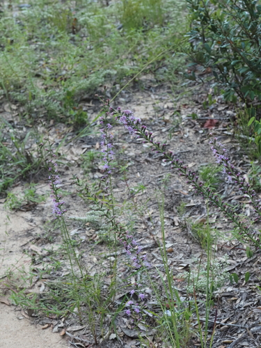 Liatris elegantula, photograph 6