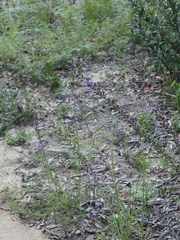 Liatris elegantula, photograph (c) carter, some rights reserved (CC BY)