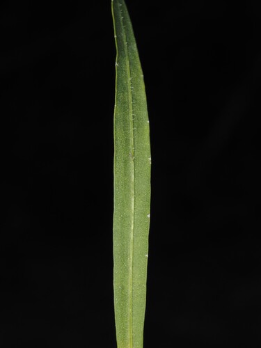 Liatris elegantula, photograph 3