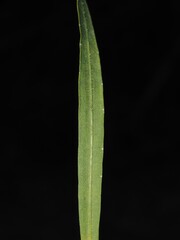 Liatris elegantula, photograph (c) carter, some rights reserved (CC BY)