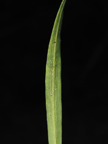 Liatris elegantula, photograph 4
