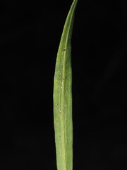 Liatris elegantula, photograph (c) carter, some rights reserved (CC BY)