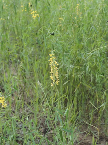 Crotalaria lanceolata, photograph 1