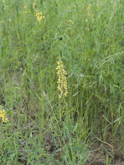 Crotalaria lanceolata