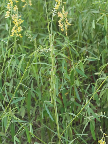 Crotalaria lanceolata, photograph 2