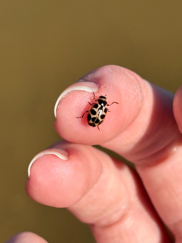 Seaside Lady Beetle