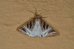 Phrataria replicataria