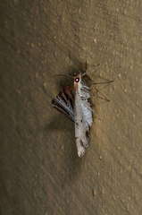 Phrataria replicataria